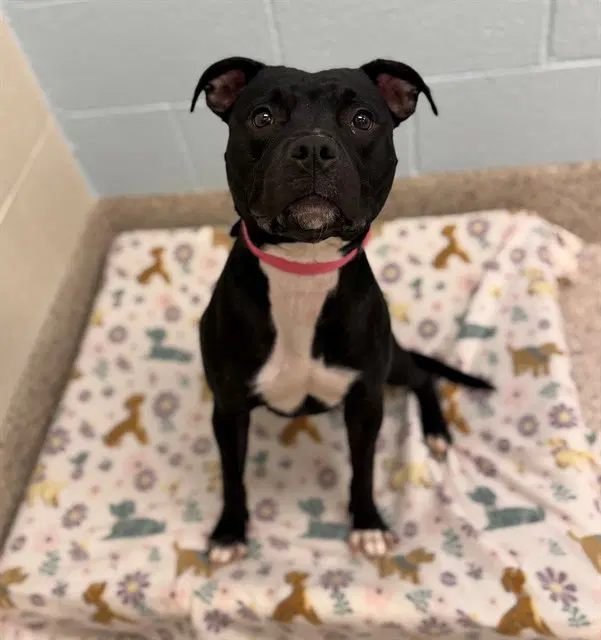 Corrine - Pit Bull Terrier