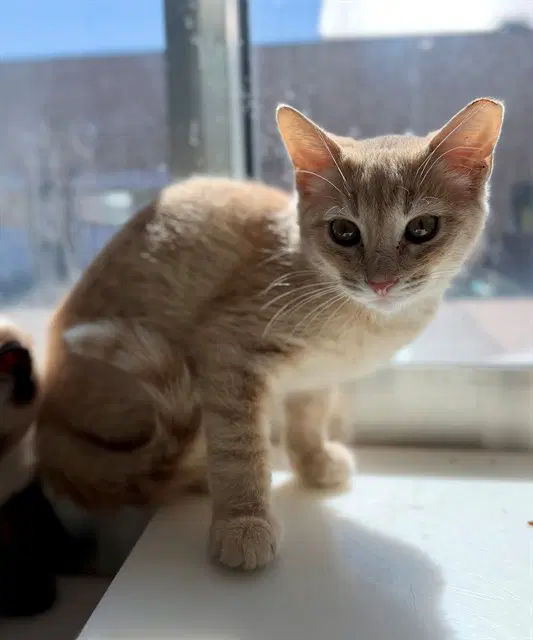 Faygo - Domestic Short Hair