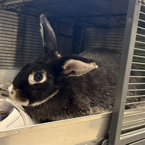PURPLE, a rabbit for adoption from Adams County Animal Shelter