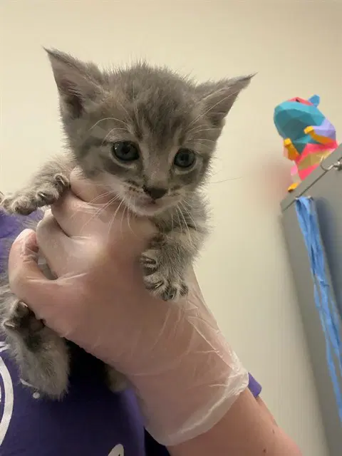 Noah - Domestic Short Hair