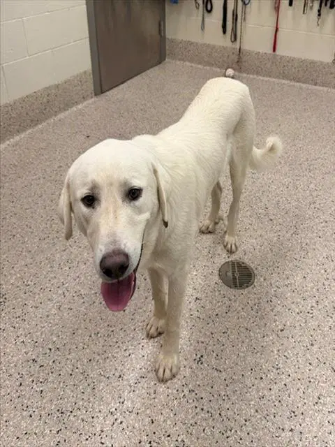 Remmy - Labrador Retriever