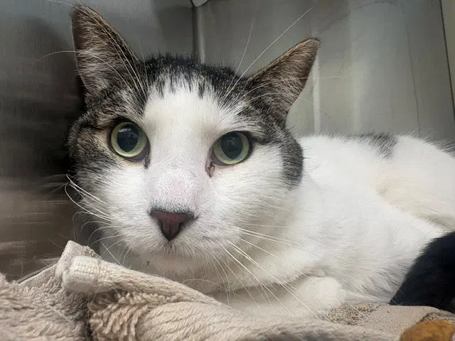 Biggie - Domestic Short Hair