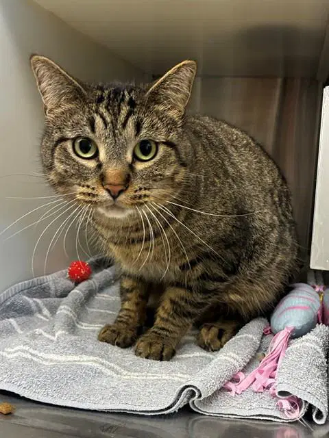Zazu - Domestic Short Hair