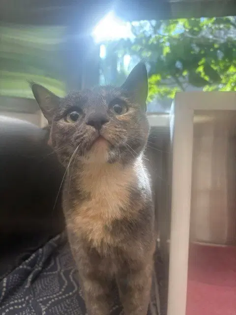 Smalls - Domestic Short Hair