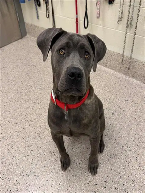 Rooster - Cane Corso Mastiff