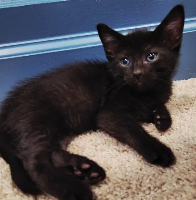 Nyx - Domestic Short Hair