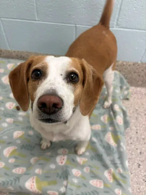 Layla - Beagle