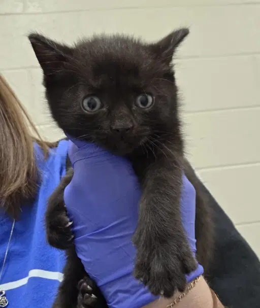 Igore - Domestic Short Hair