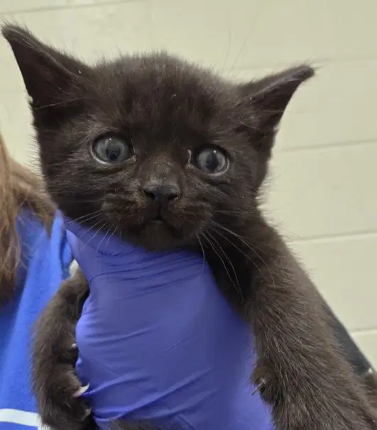 Jack - Domestic Short Hair