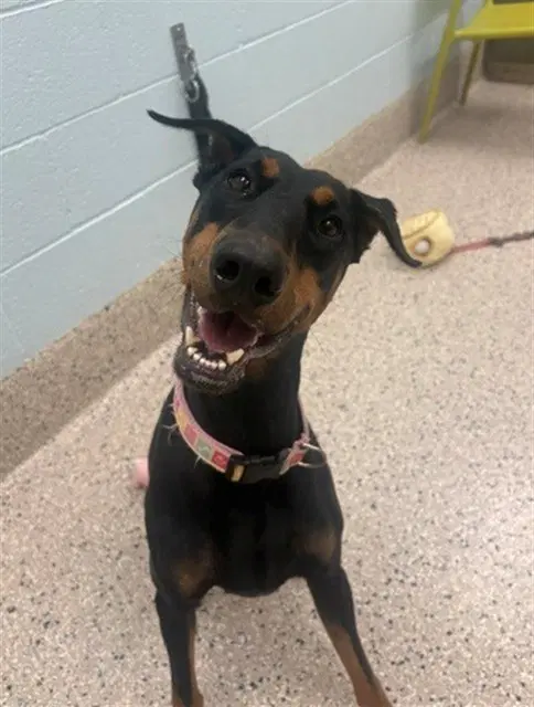 Arabella - Doberman Pinscher