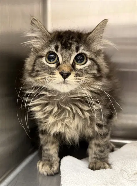 Eddie - Domestic Long Hair