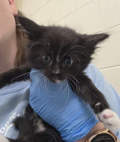 Abner - Domestic Short Hair