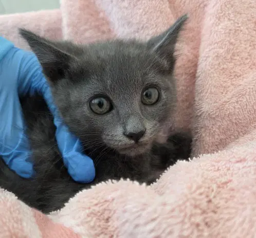 Koko - Domestic Short Hair