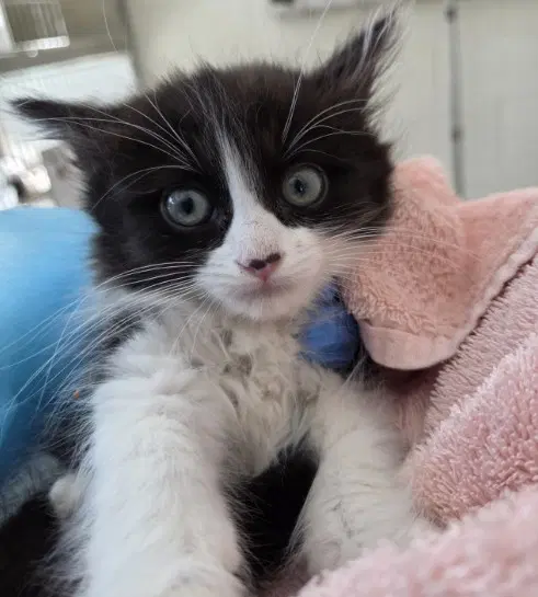 Kiki - Domestic Short Hair