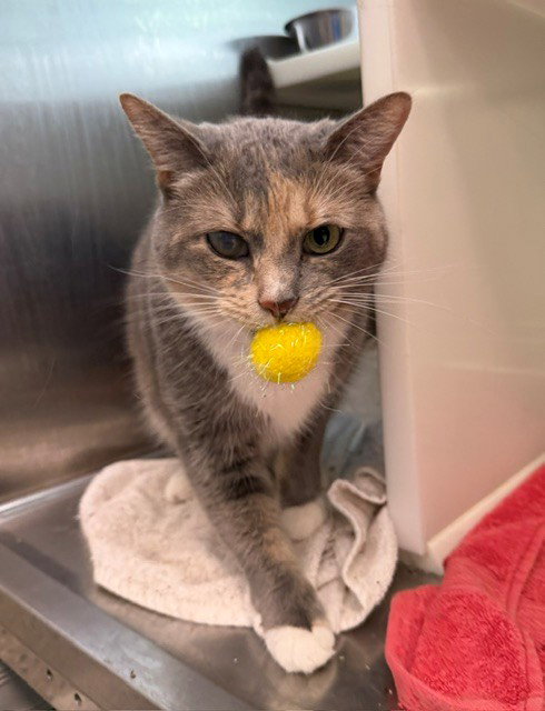 *TILLY, a cat for adoption from Adams County Animal Shelter