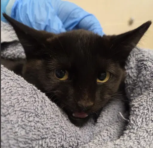Magenta - Domestic Short Hair