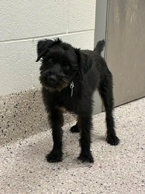 Hatake - Miniature Schnauzer