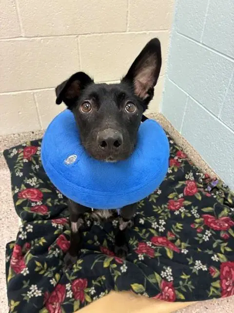 Karma - Australian Kelpie
