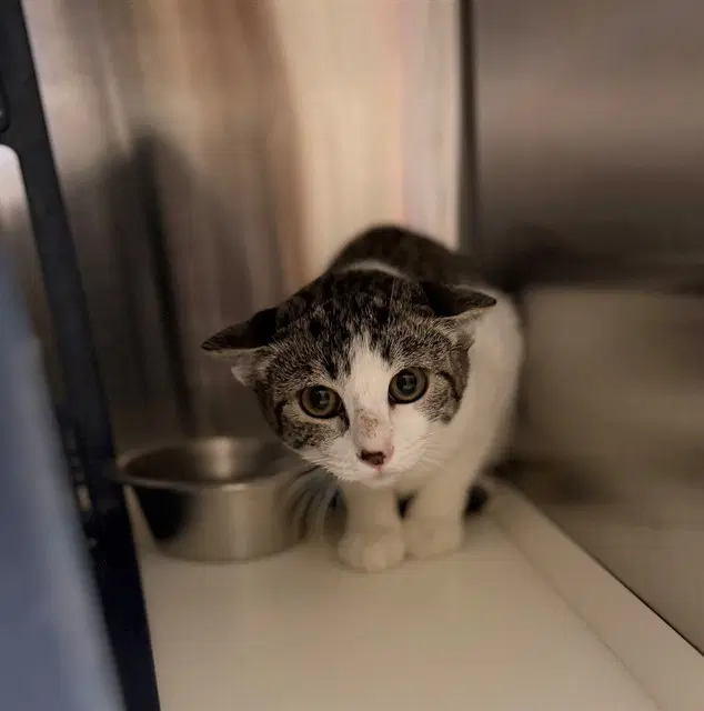 Zipline - Domestic Short Hair