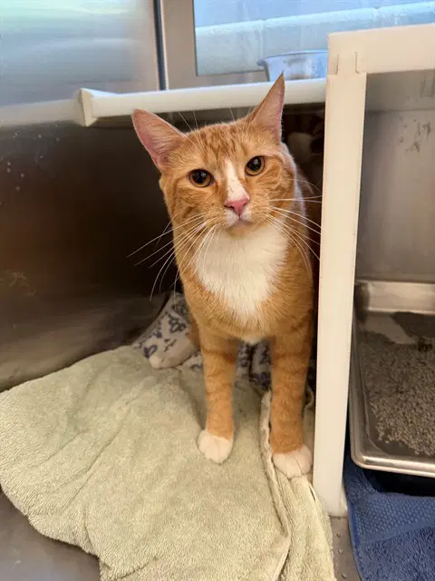 Leo - Domestic Short Hair