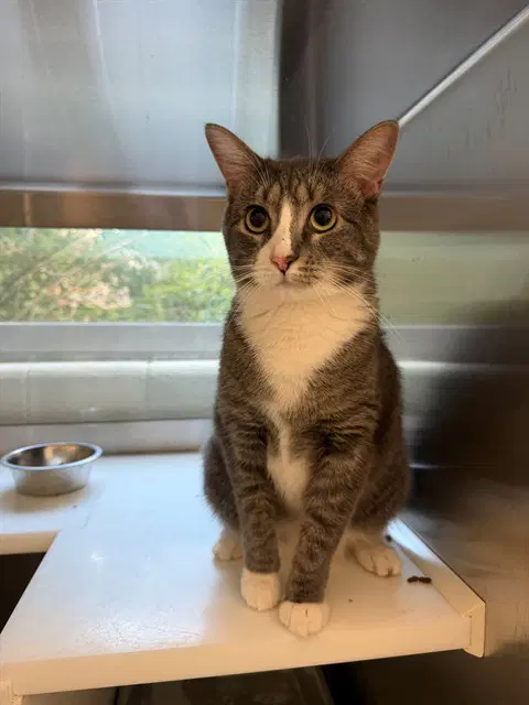Luna - Domestic Short Hair