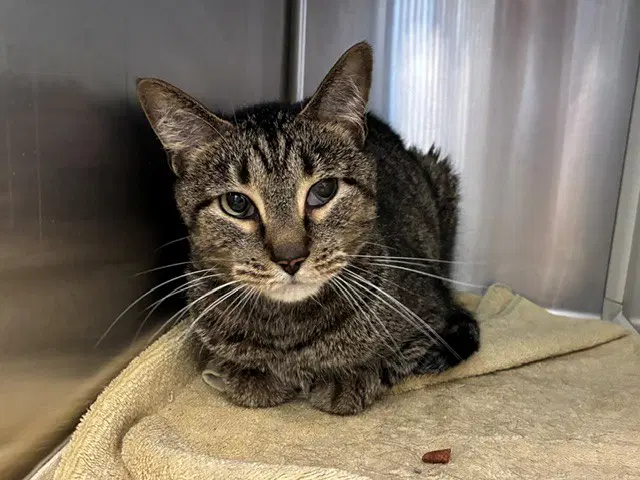 Benji - Domestic Short Hair