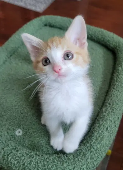 Elliot - Domestic Short Hair