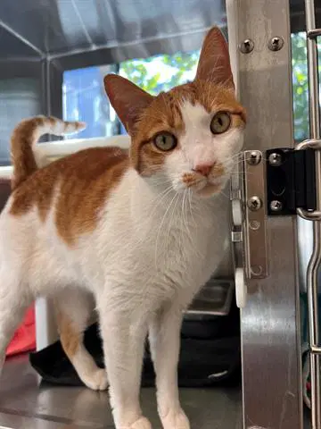 Charlie - Domestic Short Hair