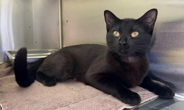 Nebula - Domestic Short Hair