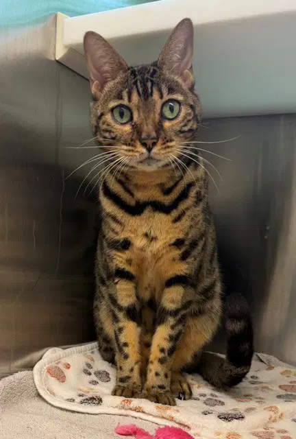 Freyja - Bengal