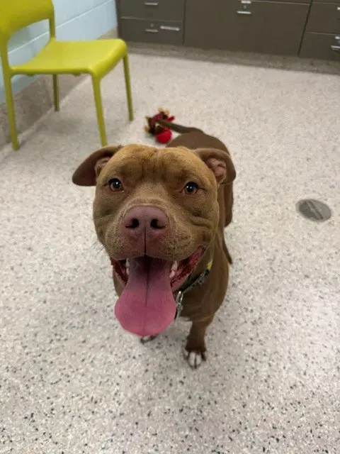 Mango - Pit Bull Terrier