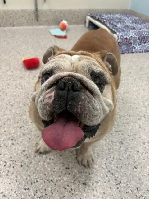 August - English Bulldog