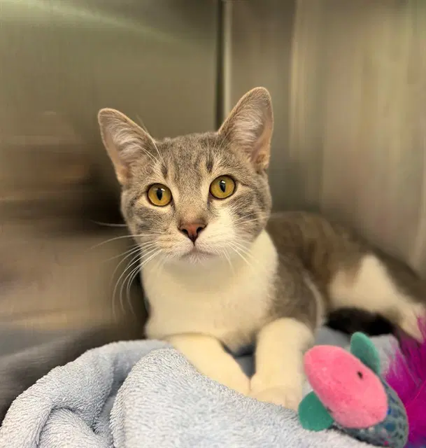 Milos - Domestic Short Hair