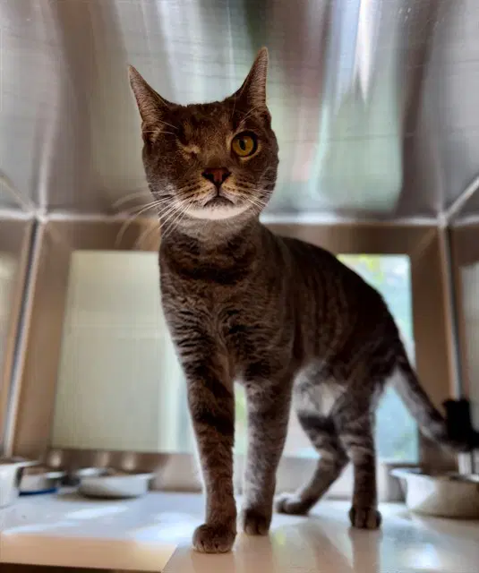 Uno - Domestic Short Hair