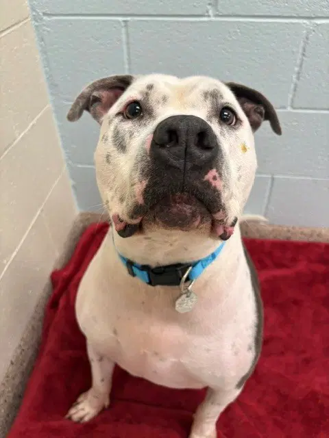 Zeus - American Pit Bull Terrier