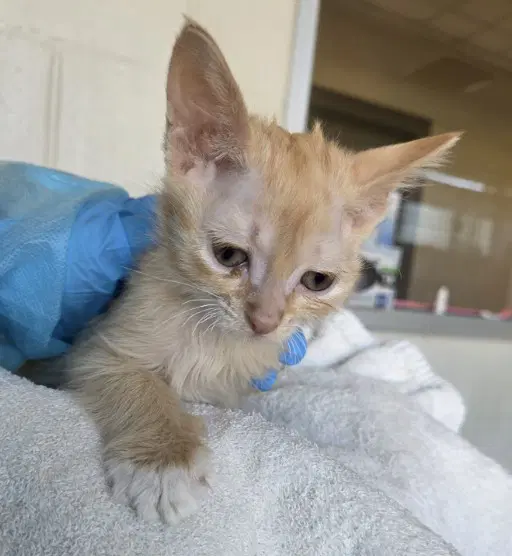 Corn Nut - Domestic Short Hair