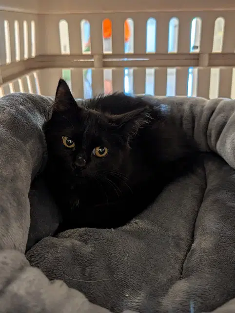 Estrella - Domestic Short Hair