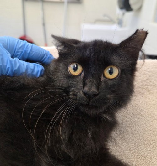 *ESTRELLA, a cat for adoption from Adams County Animal Shelter