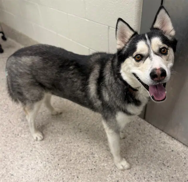 Mighty Max - Siberian Husky