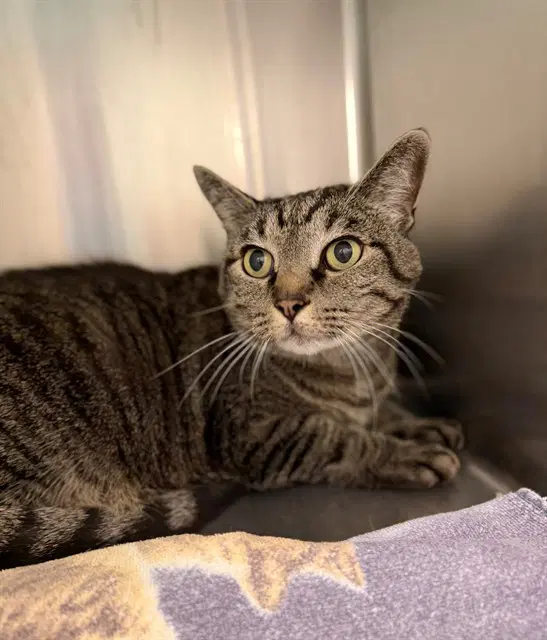 Keya - Domestic Short Hair