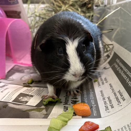 PUMPKIN, a guinea pig for adoption from Adams County Animal Shelter