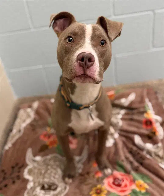 Kevin - Pit Bull Terrier