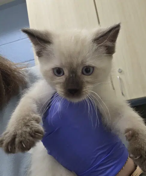 Daisy - Domestic Short Hair