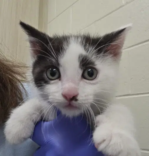 Basil - Domestic Short Hair
