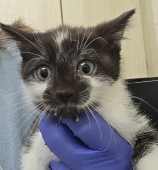 Poppi - Domestic Short Hair