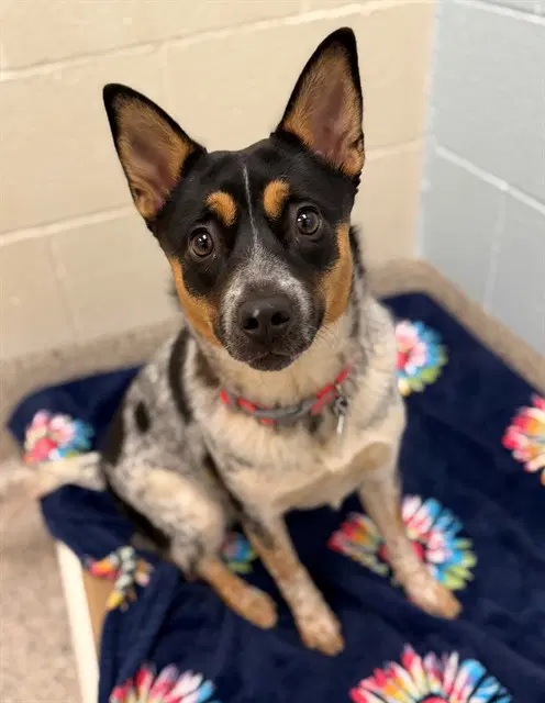 Teaspoon - Australian Cattle Dog/Blue Heeler