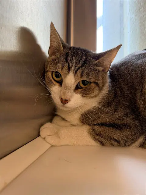 Sofia - Domestic Short Hair