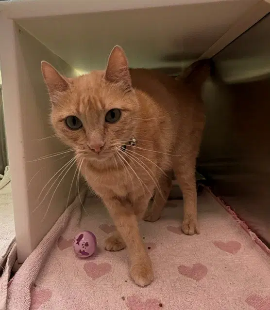 Delilah - Domestic Short Hair