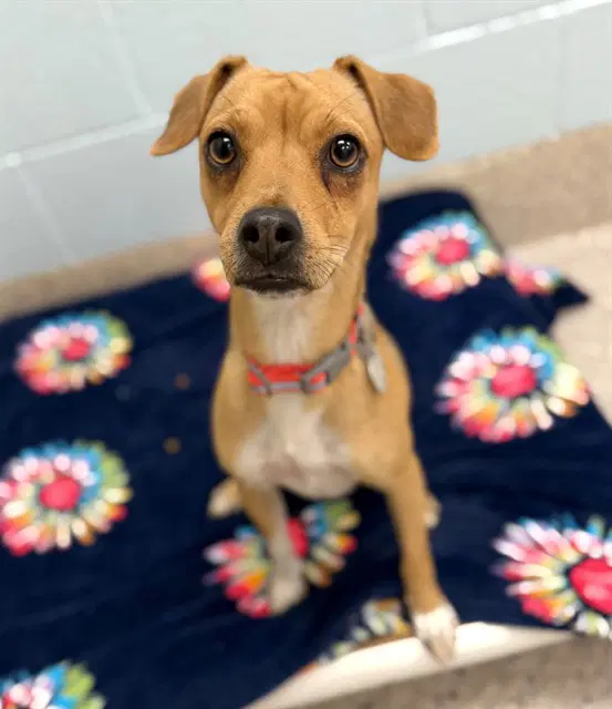 Daisy - Chihuahua