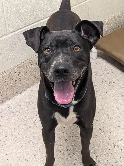 Keaton - Pit Bull Terrier